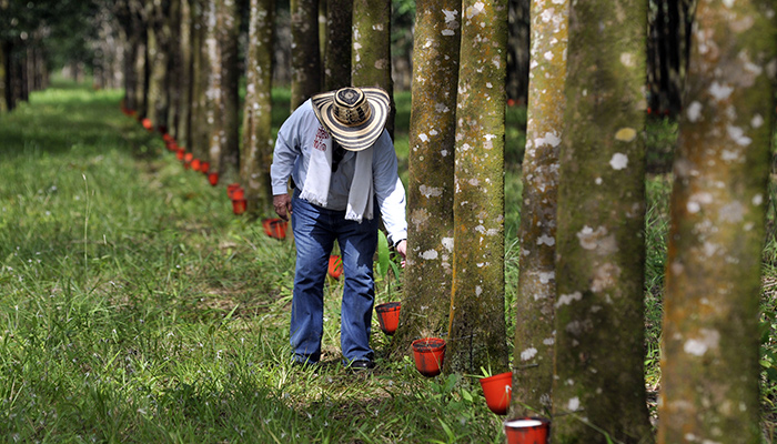 El caucho, un cultivo de doble vía en el Catatumbo | Noticias de Norte de Santander, Colombia y el mundo