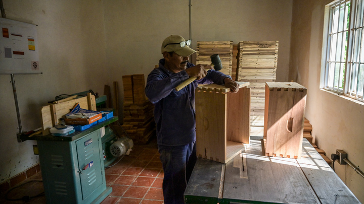 Apicultura colombiana y la madera
