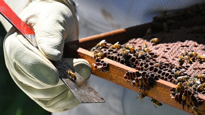 Colombia y la apicultura