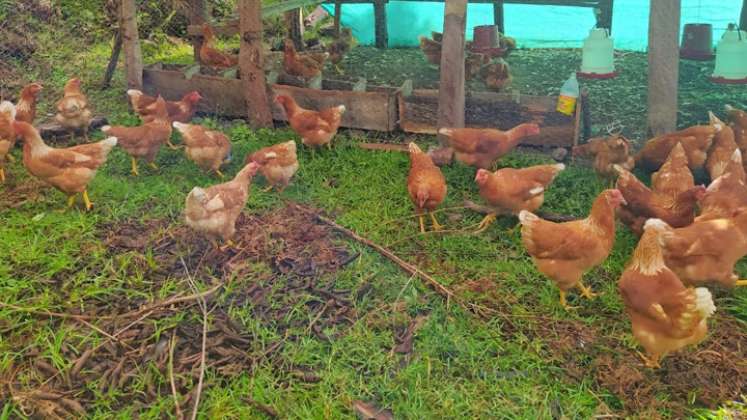 Los proyectos productivos para reactivar la economía de esta familia también incluyen ganadería y 50 gallinas ponedoras. / Foto: Cortesía