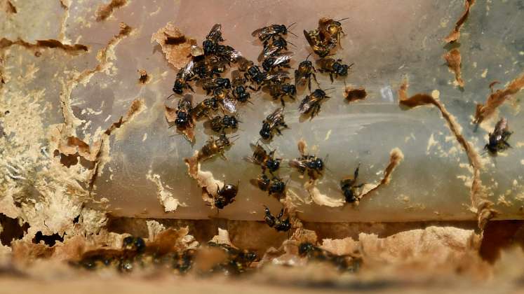 Investigación de abejas en Brasil 