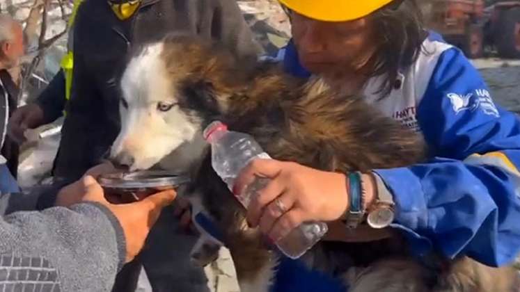 Rescate perro en Turquía 