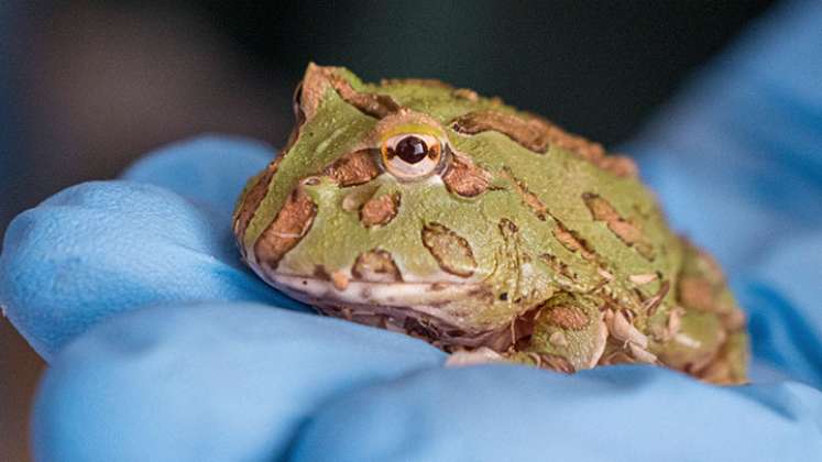 Hallan nueva variedad de rana en Amazonía de Perú