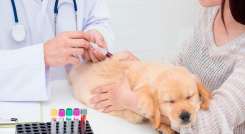 Al  momento de una enfermedad,una cirugía, donante canino debe estar completamente sano.
