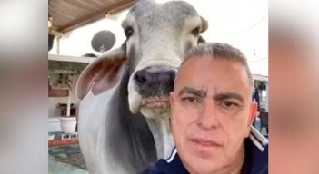 "Es mi parcero": Un toro cebú fue el invitado especial al acto de posesión del alcalde de Filandia
