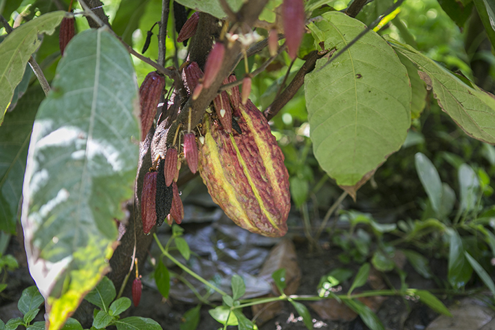También se puede apreciar el cacao, producto típico de la región.
