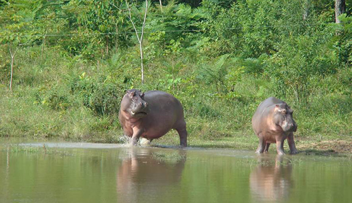 Hipopótamos en Colombia.
