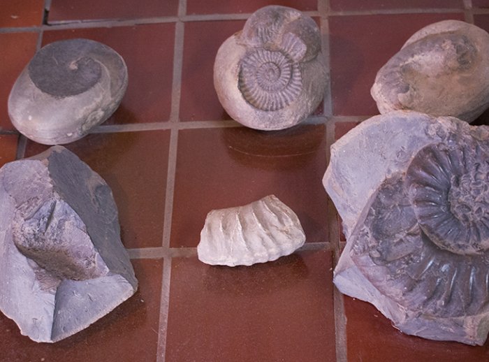 Restos fosilizados de ammonites, encontradas en las canteras de piedra caliza. 