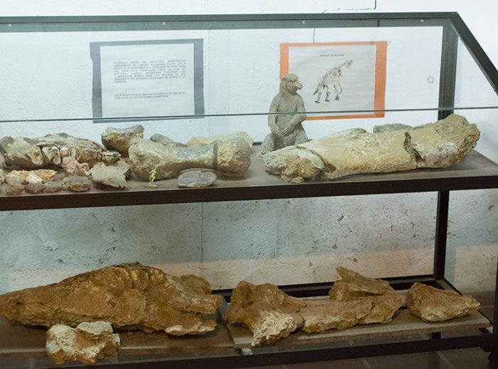 Restos de un megaterio, un oso perezoso de 6 metros que habitó en la zona hace más de 7000 años.