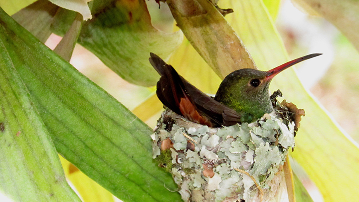 El amazilia de cola rufa (Amazilia tzacatl) es un colibrí de tamaño mediano que se encuentra desde el centro-este de México hasta Centroamérica y Colombia.