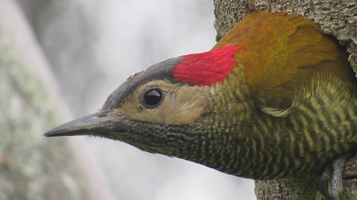 El hábitat del Colaptes rubiginosus depende de la subespecie que se trate, pero como tal son aves adaptadas a bosques tropicales: selvas húmedas, selvas secas y zonas montañosas tropicales.