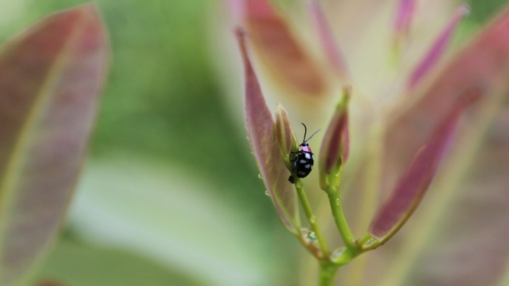 La mariquita es muy común en el Catatumbo. Se ha potenciado su uso como insectos “controladores biológicos de plagas” en jardines y cultivos. / Cortesía/ La Opinión 