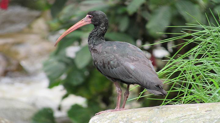 Esta especie de ibis neotropical ocupa un área de distribución que va desde Colombia y Venezuela hasta el norte de Argentina y Uruguay.