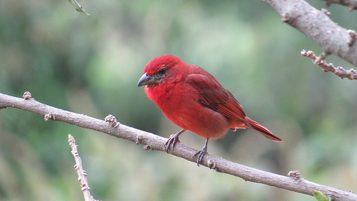 La tangara roja piquioscura o fueguero (Piranga flava) es una especie de ave paseriforme de la familia Cardinalidae.