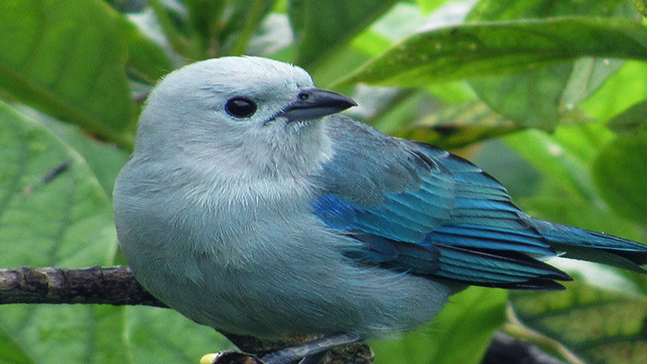 La tangara azuleja es una especie de ave paseriforme de la familia Thraupidae, perteneciente al género Thraupis. 