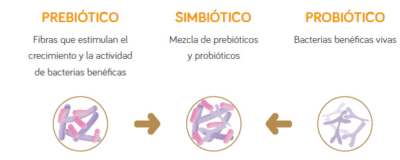 Los probióticos son microorganismos vivos destinados a mantener o aumentar las bacterias "buenas" (microbiota equilibrada) del cuerpo.