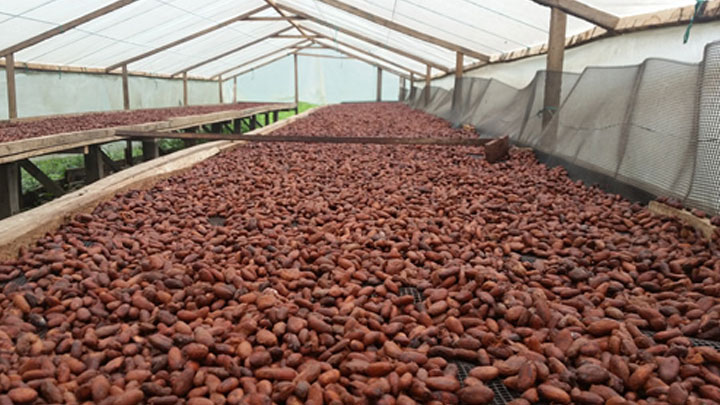 Proceso de secado del cacao.