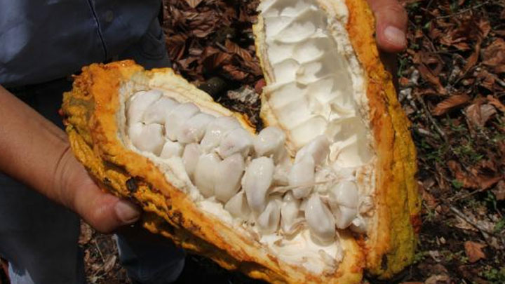 Fruto de cacao
