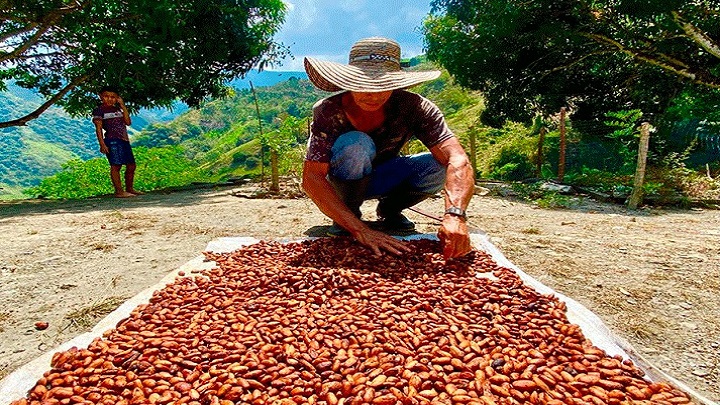 Se trabaja adicionalmente en proyectos de palma de aceite y cacao./Foto: cortesía