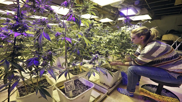 El cannabis medicinal es una oportunidad para diversificar las exportaciones