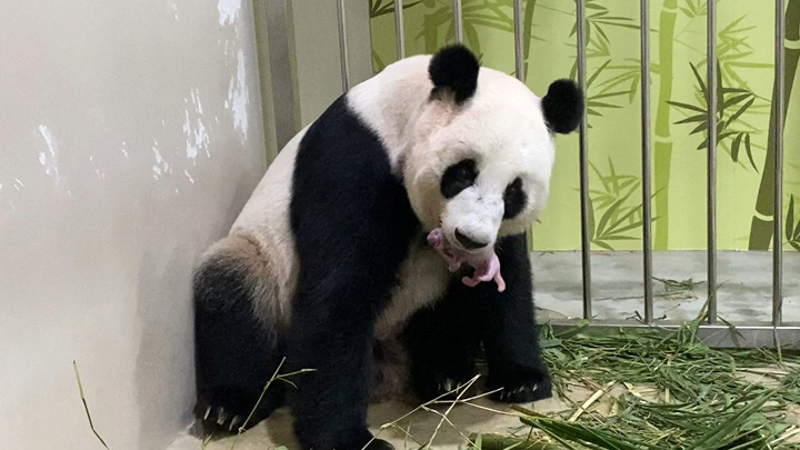 La reproducción del panda, en cautiverio o en estado salvaje, es notoriamente difícil, según los expertos. / Foto: AFP