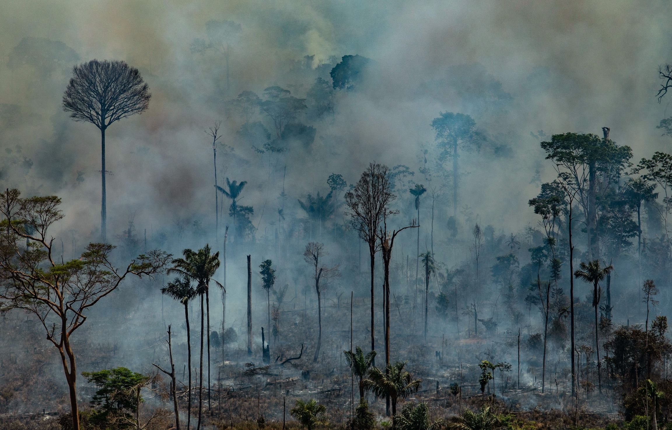 Por cada 10.000 km2 de bosque quemado, unas 30 especies de plantas y 2,5 especies de animales sufrieron una pérdida significante de hábitat./ Archivo La Opinión