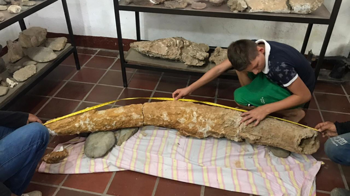 La extensión del fósil es de 1.86 metros y ya se encuentra en el Museo Arqueológico y Paleontológico de Agualinda, bajo la dirección de su fundador Saddy Molina.