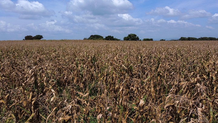 En su finca Fantinel ha sembrado superficies mayores, de hasta 1.000 hectáreas de maíz. Pero también mucho menos por la crisis./AFP