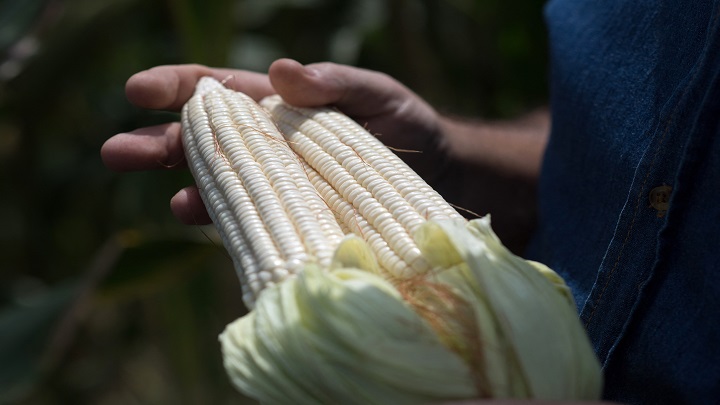 Maíz blanco de la agricultura venezolana. /Foto AFP