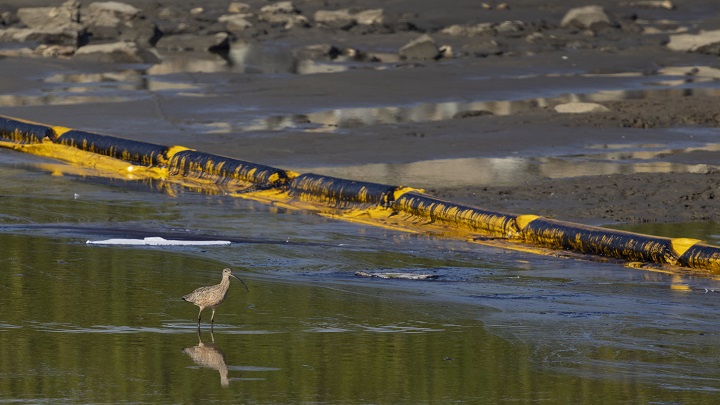 Personal trabaja para evitar que el petróleo en el océano llegue a Talbert Marshlands./ AFP