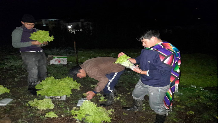 Madrugan a recolectar las hortalizas en la huerta del Seminario Mayor. Foto: Cortesía/La Opinión. 