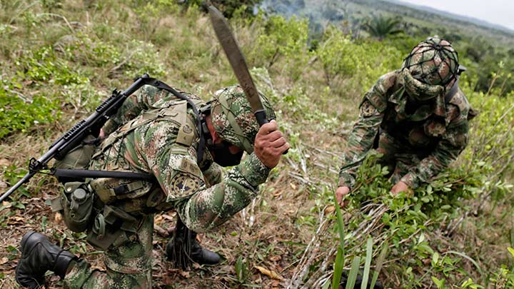 Soldados erradican cultivos de coca en el Catatumbo./Foto archivo