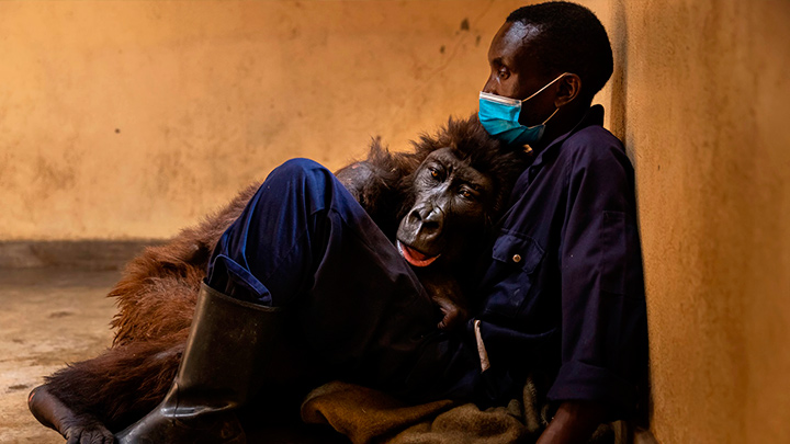 Murió Ndakasi, la gorila del parque de Virunga de El Congo