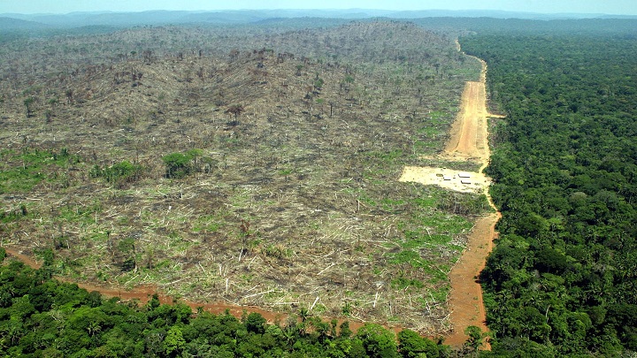 La tala indiscriminada está acabando las selvas. /Archivo La Opinión