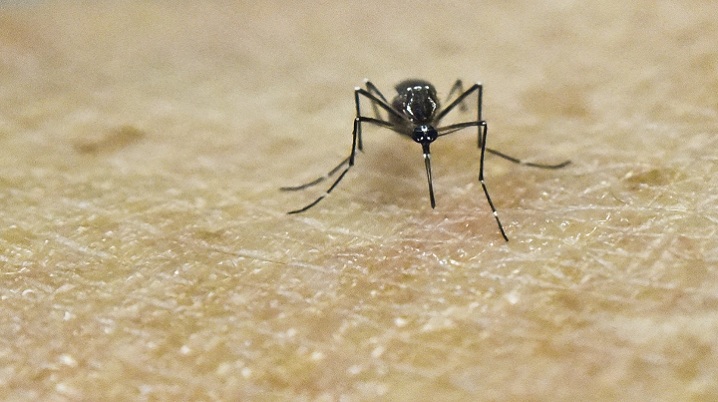 Dengue, ecial durante esta época de lluvias donde se incrementan los casos de transmisión.