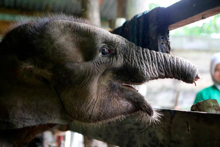 Murió cría de elefante tras perder la trompa en una trampa en Indonesia