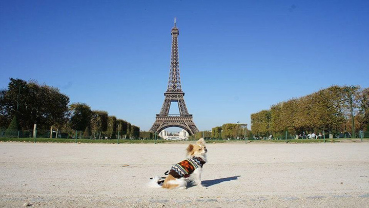 Venta de mascotas en Francia.