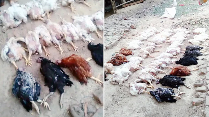 El propietario de una granja avícola afirmó que la música alta que se escuchó en la procesión de bodas de su vecino mató a 63 de sus pollos. / Foto: India Today
