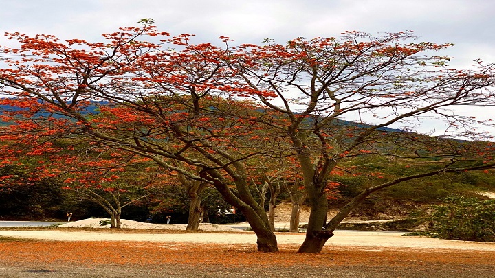 El barbatusco fue escogido como el árbol insignia de Ocaña para simbolizar la protección de las cuencas hidrográficas de la región.