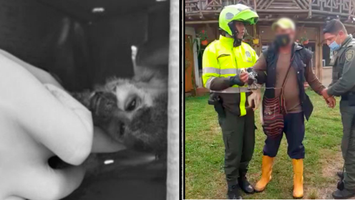 Indignación: hombre ahorcó a mono ardilla para evitar su rescate