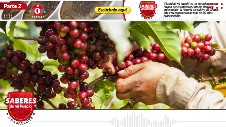 Las variedades de café mas cultivadas son, arábiga, caturra, colombia y castillo.