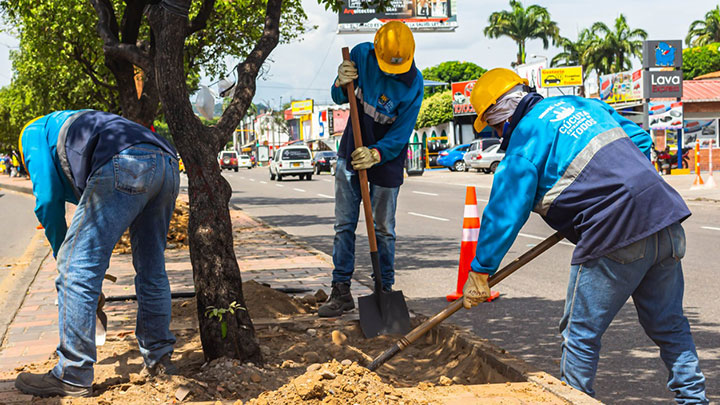 Adecuaran 21 viveros para el mantenimiento de los árboles de Cúcuta