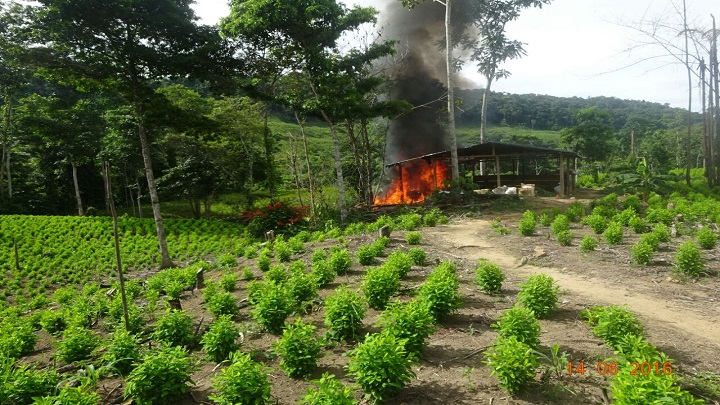 Los cultivos de hoja de coca y la producción de alcaloides son caldo de cultivo de la violencia en el Catatumbo. /Colprensa