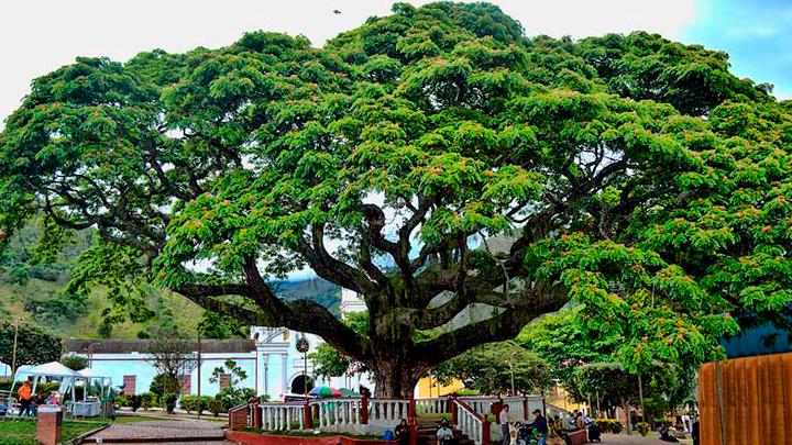 El árbol está ubicado en esta zona central del municipio, donde los visitantes aprovechan la ocasión para tomarse una fotografía. 