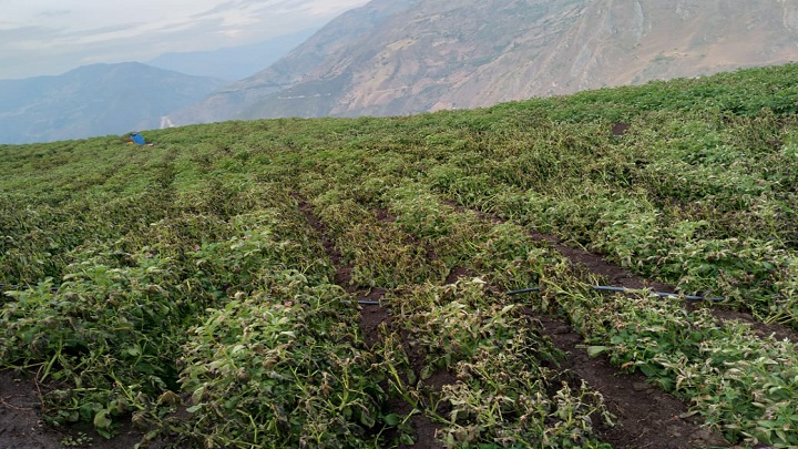 Los cultivos de papa de Chitagá resultaron afectados por las heladas. Foto: Cortesía/La Opinión.
