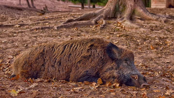 Detectan caso de peste porcina africana./Foto: internet