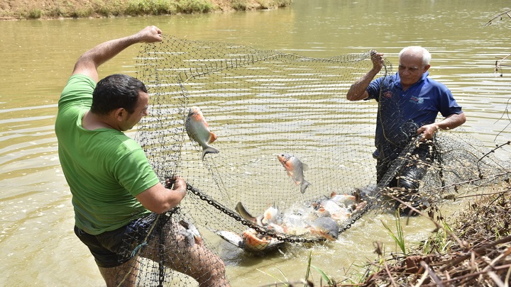 La piscicultura se ha convertido en una alternativa para reactivar la economía en la zona del Catatumbo.