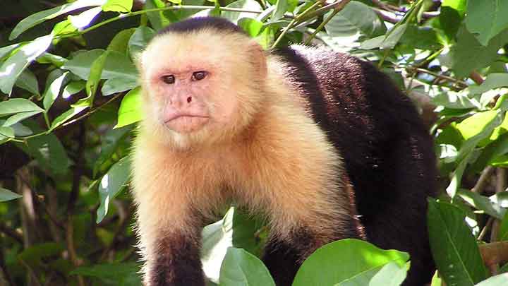 El mono capuchino ecuatorial está entre las variedades de las 25 más amenazadas en el mundo.