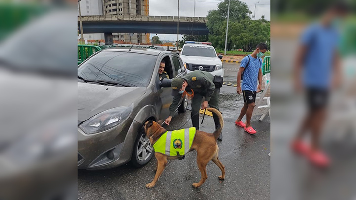 Muere canina de la Policía, tras explosión por paro armado del Eln en Cúcuta./Foto: cortesía