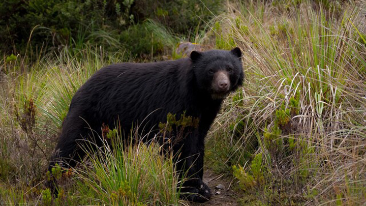 El oso andino es considerado el guardián de los páramos y del agua. / Foto: Colprensa